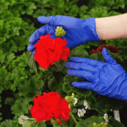 ravvivare il colore dei gerani