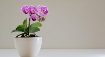 Scopri come Far fiorire un’orchidea anche in inverno: questo è il metodo