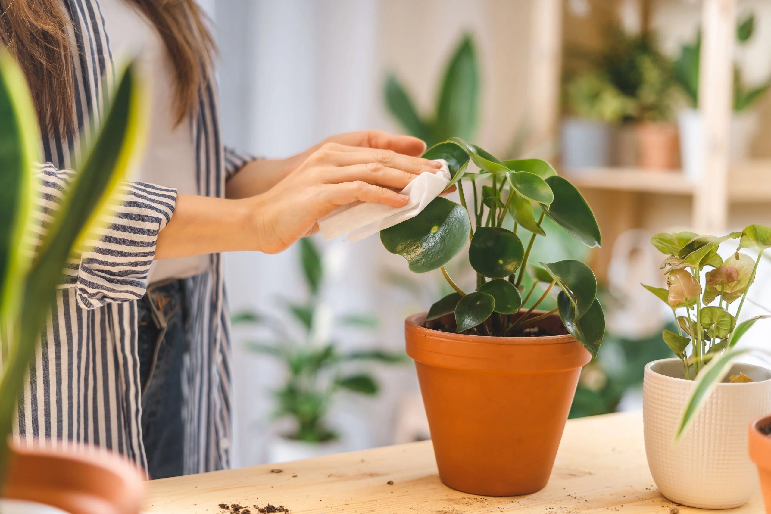 Fertilizzante per piante: l’ingrediente efficace per piante favolose!