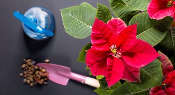 Stella di Natale o Poinsettia: cosa fare per farla rifiorire