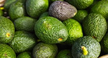 Avocado: ecco il metodo per scegliere il migliore e come conservarlo