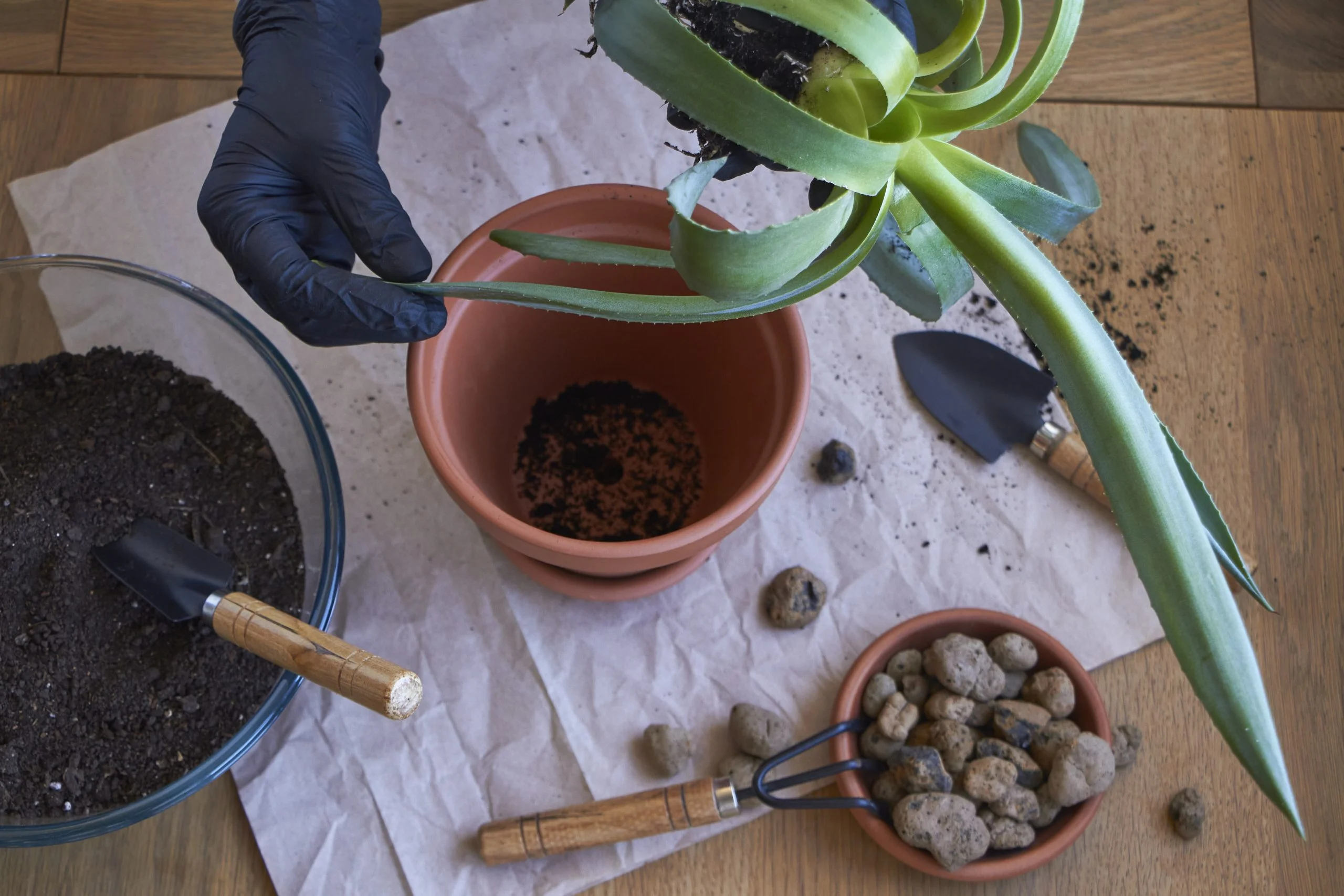 L’Aloe vera: tutte le cure e come innaffiarla per una crescita maestosa!