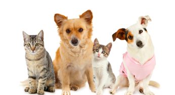 Parte il bonus animali domestici 2021: scopri di che si tratta