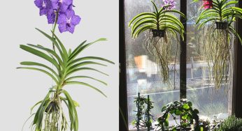 Orchidea sospesa e senza terra: ecco come coltivarla!