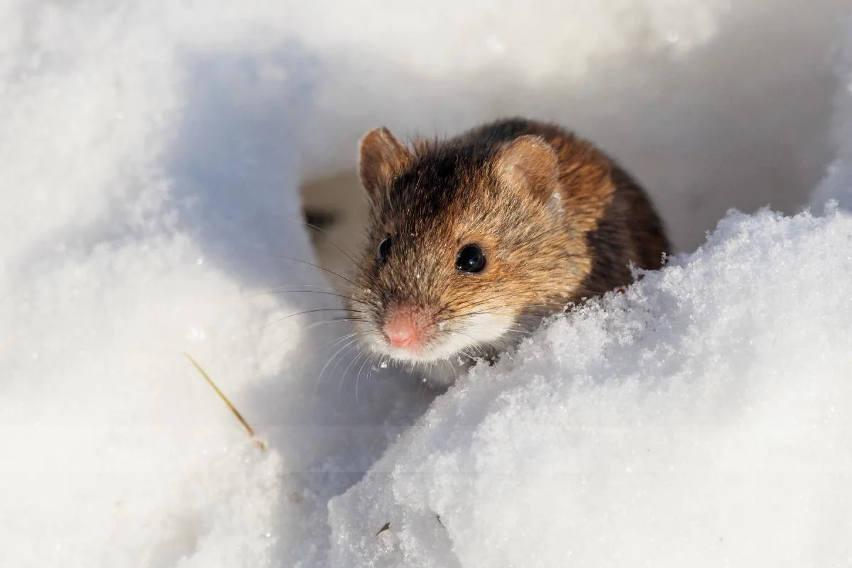 Il freddo allevierebbe i sintomi delle malattie autoimmuni