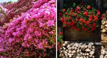 Fiori da coltivare in primavera: ecco quali piantare per un giardino o un balcone meraviglioso!