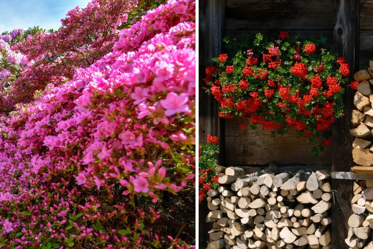 Fiori da coltivare in primavera: ecco quali piantare per un giardino o un balcone meraviglioso!