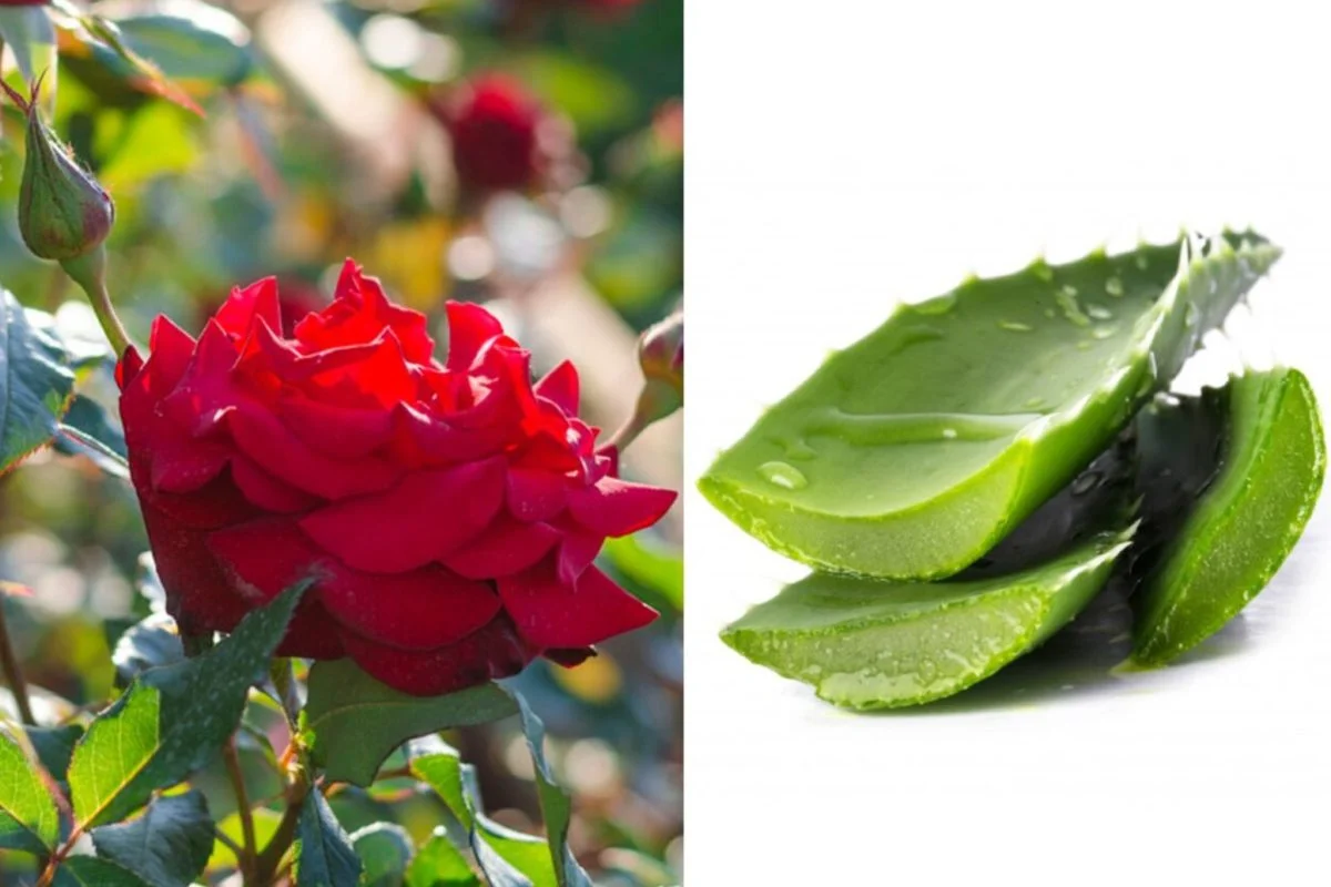 Perfekte Rosen: Versuchen Sie diesen Trick, um prächtige Knospen zu bekommen.