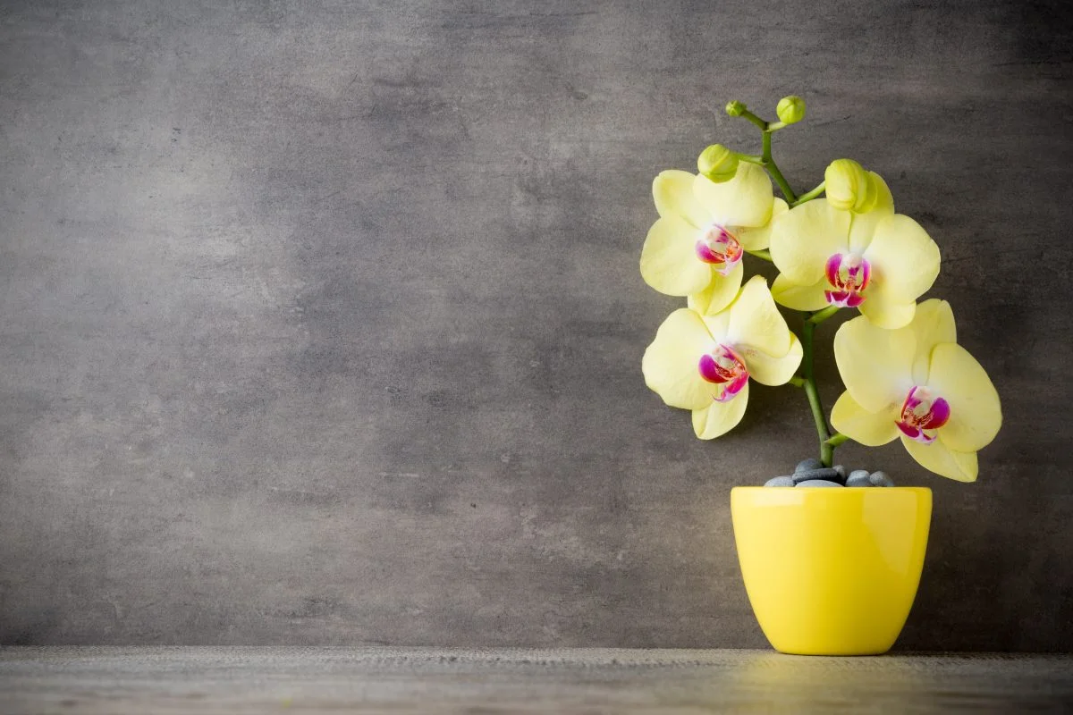 Wunderschöne, blühende Orchideen
