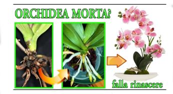 Curare l’orchidea appassita con un semplice trucco: resterete stupiti!