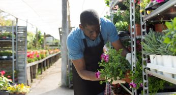 Piante da giardino e terrazzo: pericolo per le api, trovati pesticidi in quasi tutti i campioni, ecco il test