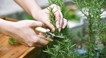 Rosmarino: mai più secco. Ti svelo il trucco dei giardinieri