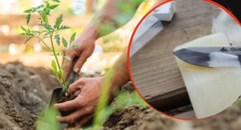 Sapone nell’orto, le tue piante ringrazieranno: mai avuti risultati così sorprendenti!