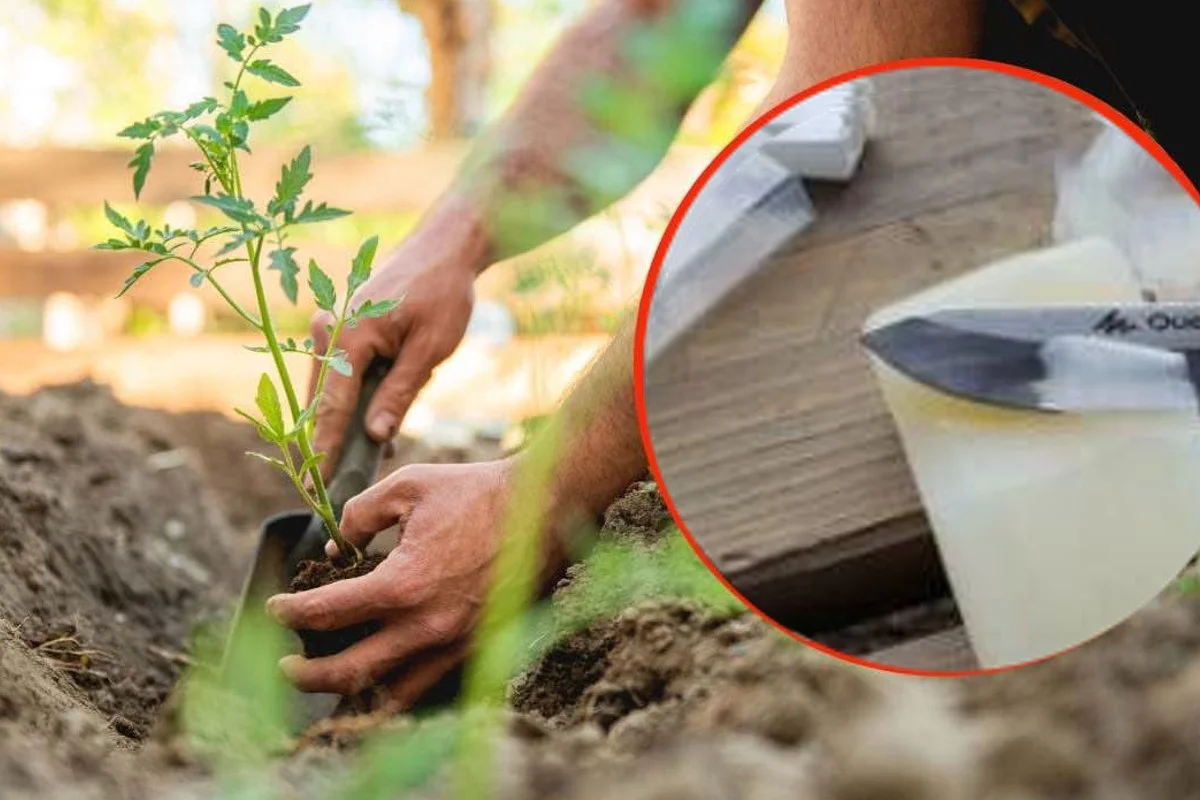 Sapone nell’orto, le tue piante ringrazieranno: mai avuti risultati così sorprendenti!