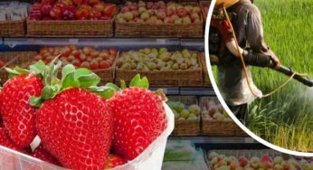 Fragole piene di pesticidi! Non comprate questa varietà: purtroppo è in tutti i supermercati