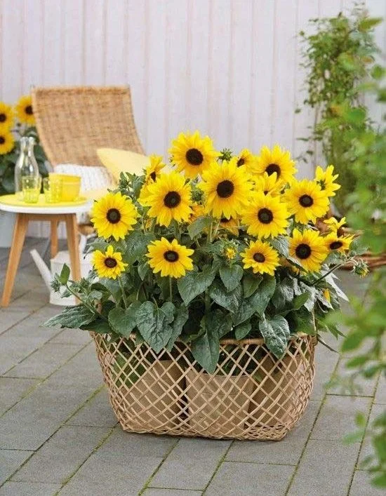 Blumen, die nicht unter der Hitze leiden
