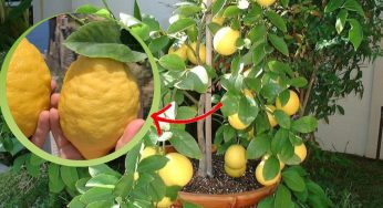 Limoni giganti in balcone, il segreto dei vivaisti