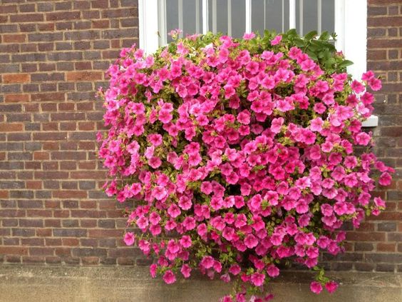 fiori che non soffrono il caldo