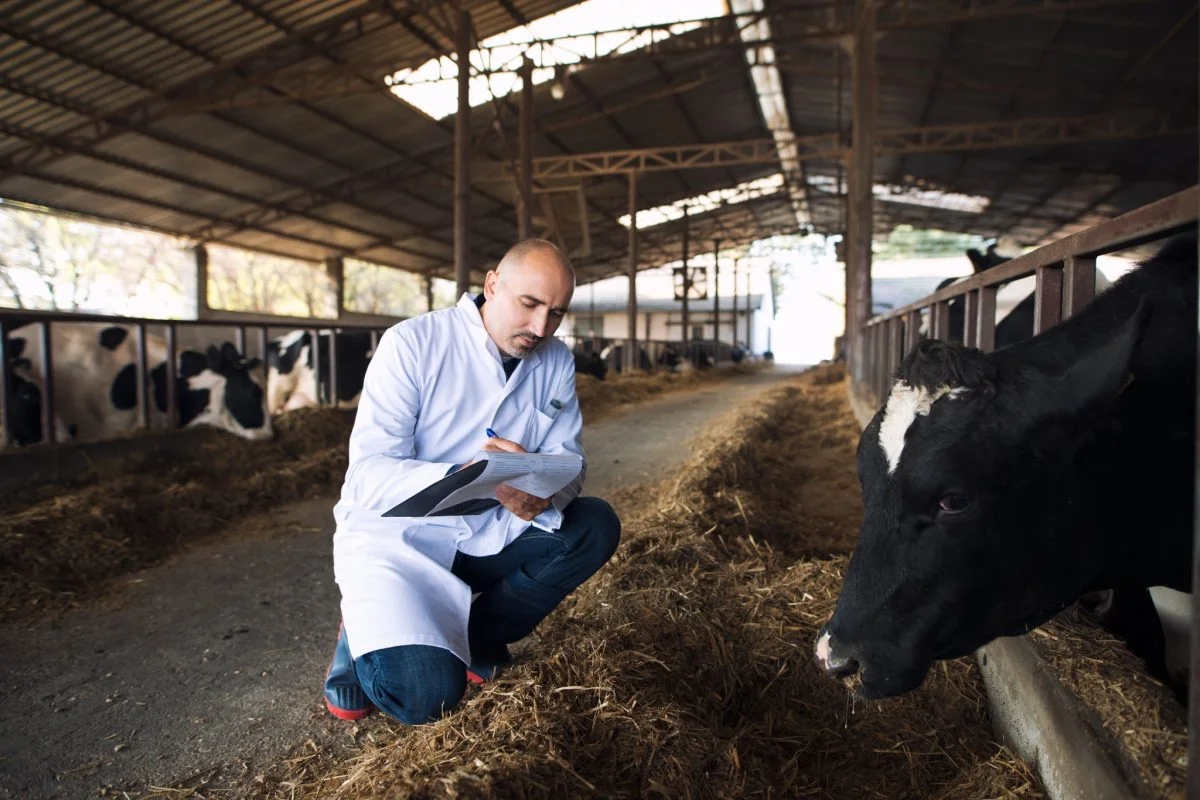 Vorkommen von Mikroplastik in Schweine- und Rindfleisch, mit Migration in die Kuhmilch. Forschung zeigt versteckte Gefahren auf.