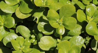 Pianta spontanea: se ce l’hai in giardino non estirparla è un errore gravissimo!