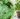 Piantina di basilico con foglie bucherellate e raggrinzite: il rimedio c’è ed è a costo 0! Incredibile!