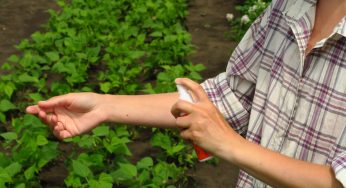 Repellenti “naturali” contro le punture di zanzara: quelli super efficaci contengono questo ingrediente. I risultati del test