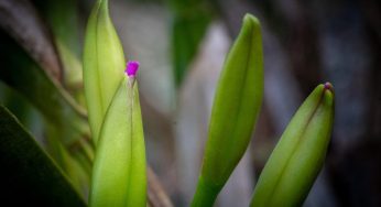 Orchidee: se non hai il pollice verde prova con questa varietà, è magica!