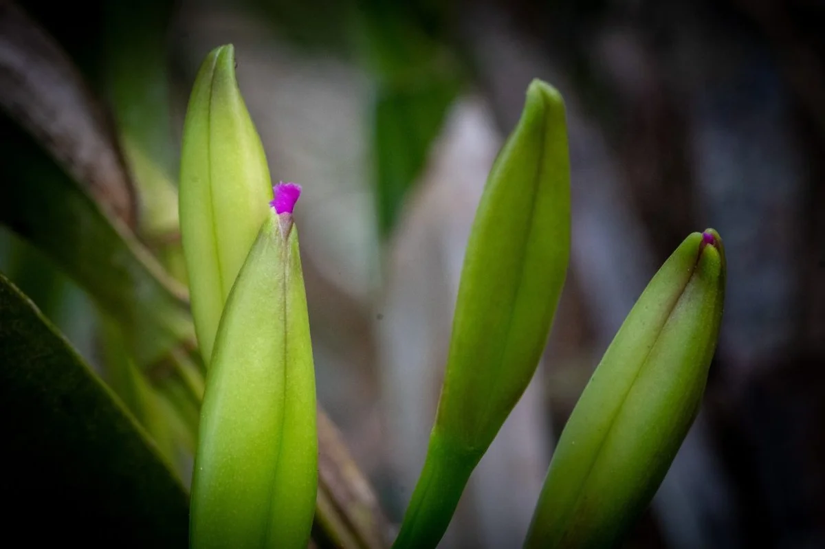 Orchidee: se non hai il pollice verde prova con questa varietà, è magica!