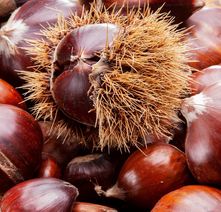 Castagne: se fai così, le conservi per un anno intero | Ti sveliamo il segreto delle nonne