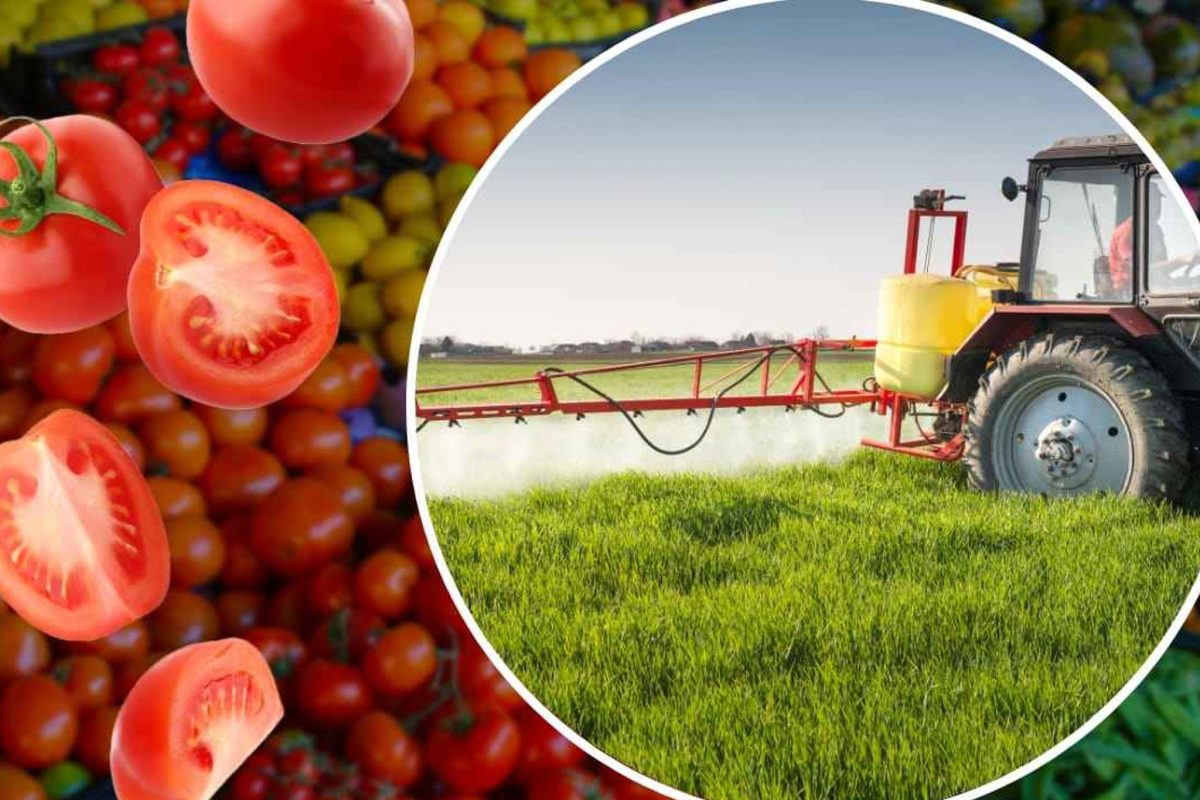 Pomodori, MAI acquistare questi al supermercato: sono pieni di pesticidi!