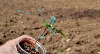 Pistacchi in vaso, falli germogliare in 2 semplici mosse | Ci stanno provando tutti!