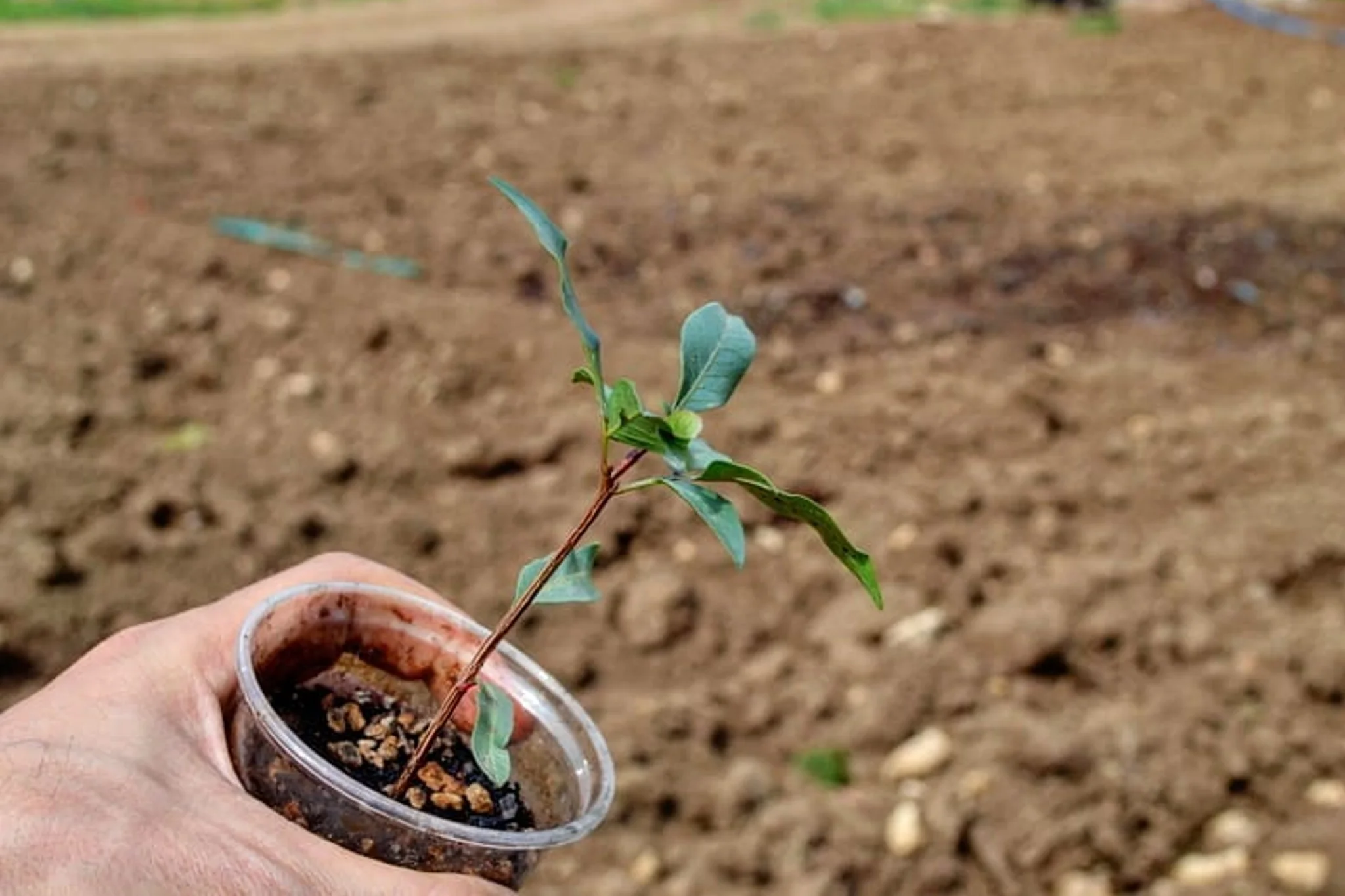 Pistacchi in vaso, falli germogliare in 2 semplici mosse | Ci stanno provando tutti!