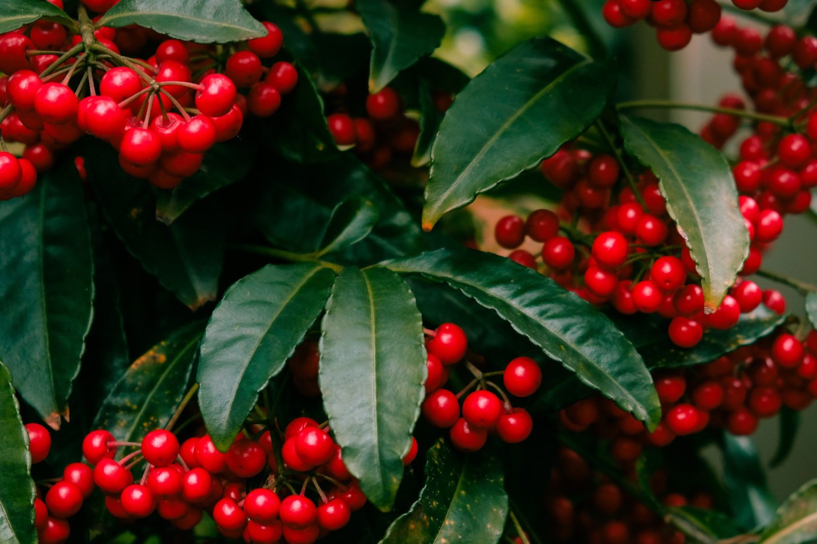 natale 2022 ardisia