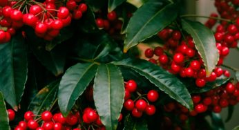 Altro che Stella di Natale! È questa la pianta più decorativa per il Natale 2022: l’Ardisia.