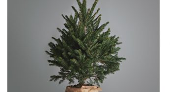 Albero di Natale vero: così lo farai vivere a lungo. Ecco i trucchi infallibili