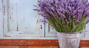 Lavanda: la pianta dai mille usi che puoi coltivare in casa