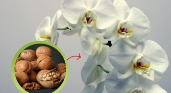 Orchidea: ecco il trucco delle noci per una fioritura spettacolare