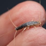 Se vedi i pesciolini d’argento in casa, corri subito ai ripari. Fai questo!