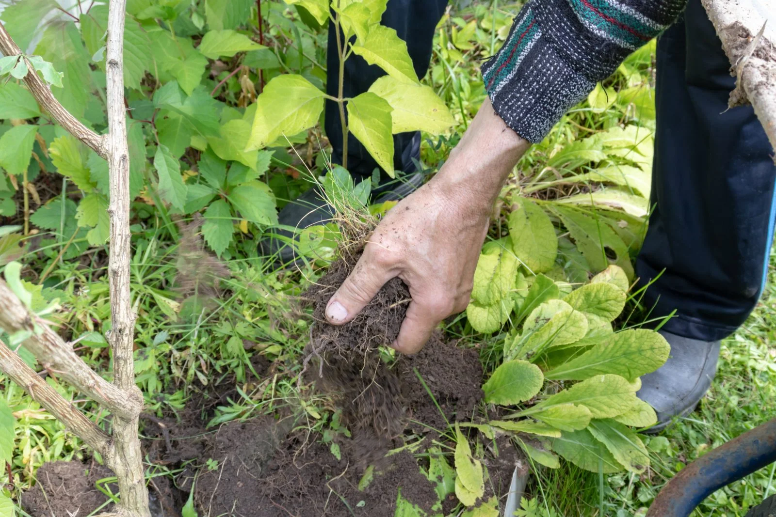 Diserbante a 90 centesimi: questi 3 ingredienti tolgono tutte le erbacce  dal tuo orto