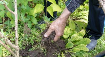 Diserbante fai da te: con soli 3 ingredienti, costa meno di 90 centesimi