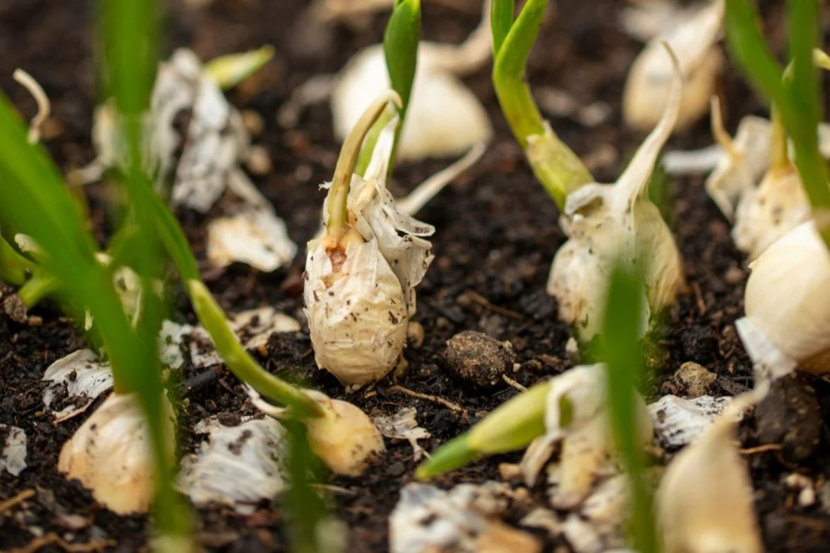 Knoblauch auf dem Balkon anbauen | Kaffeepulver mit einer Knoblauchzehe vermischen | Das Ergebnis wird Sie begeistern