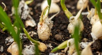 Coltivare l’aglio sul balcone non è mai stato più facile di così