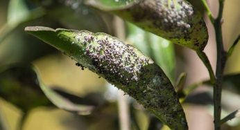 Afidi e cocciniglia: il rimedio naturale che le sconfigge