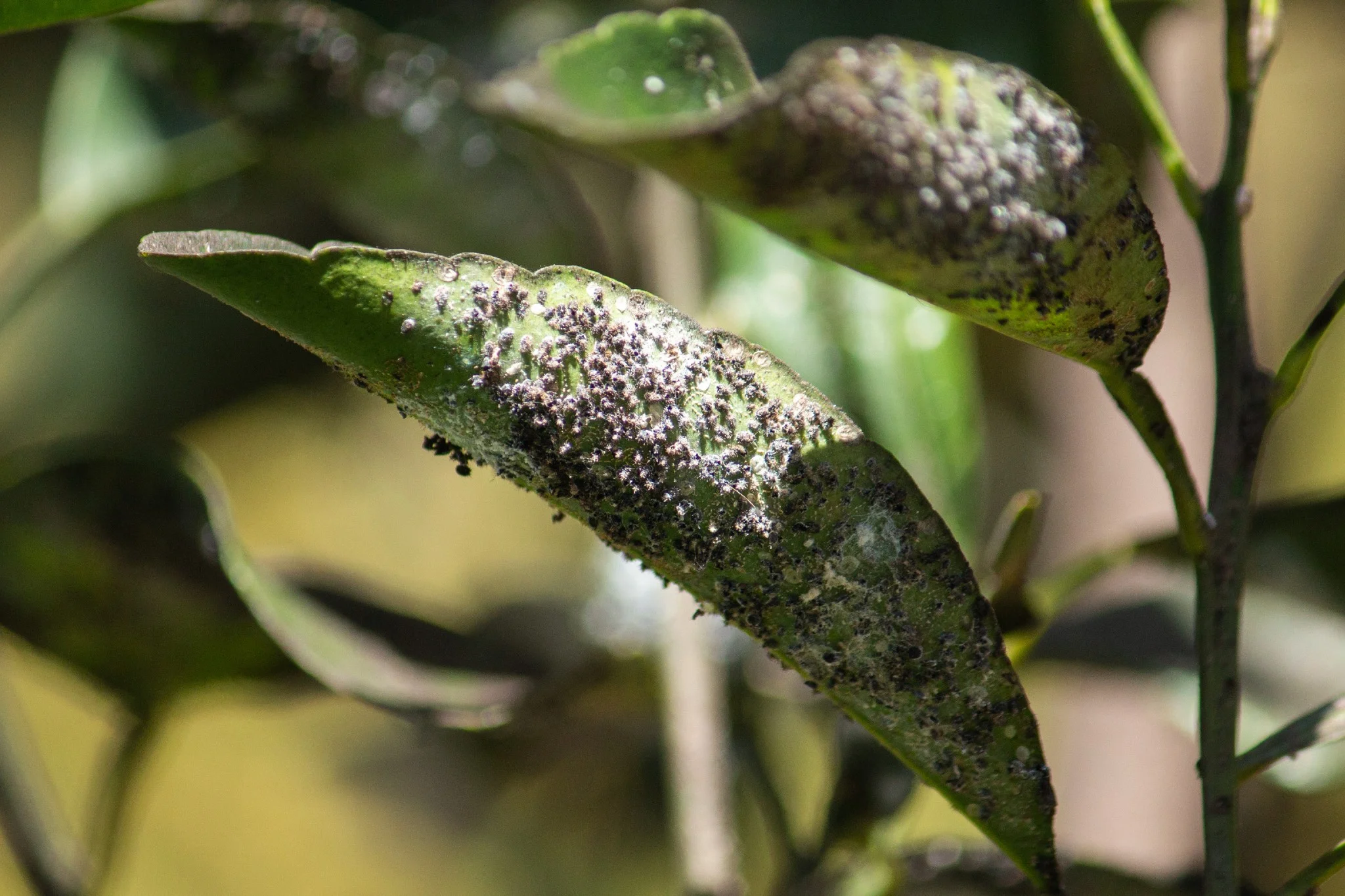 Afidi e cocciniglia, prova a curare le tue piante con questi rimedi naturali