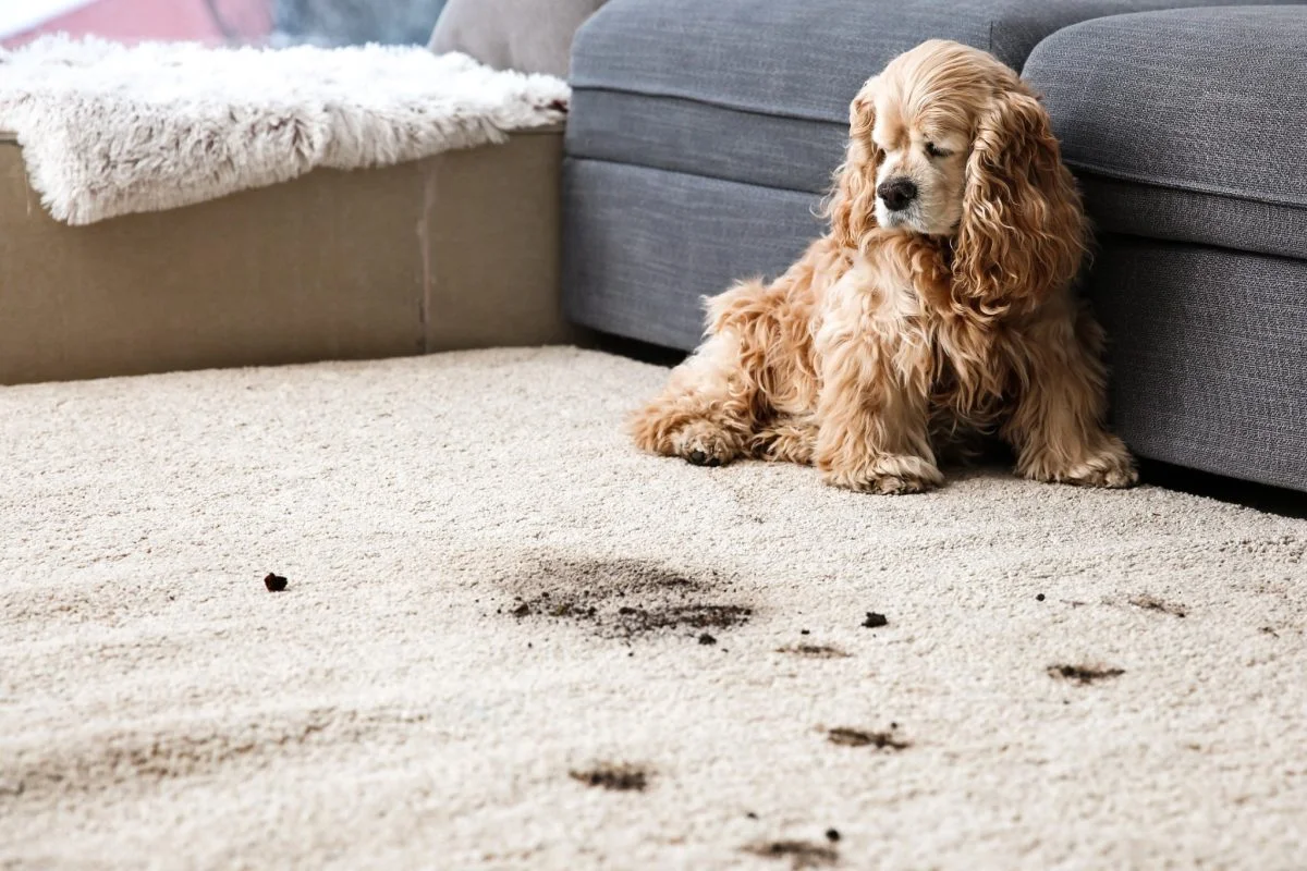 Las alfombras sucias y llenas de bacterias vuelven a estar limpias en un solo movimiento