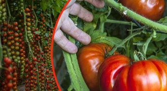 Pomodori giganti nel mio orto: il segreto per avere un raccolto strepitoso in poche settimane!