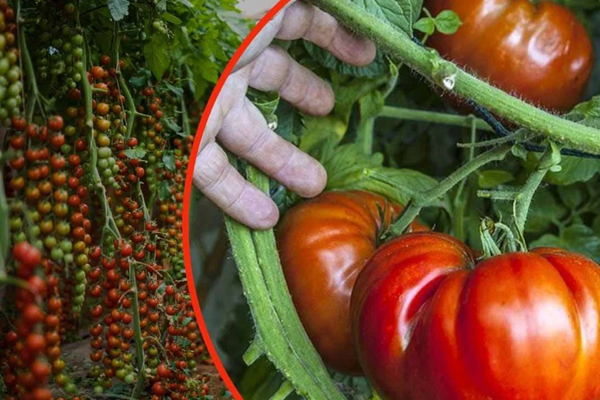 Pomodori giganti nel mio orto: il segreto per avere un raccolto strepitoso in poche settimane!