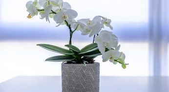 Con 2 ingredienti che hai già in casa e in 2 minuti prepari un fertilizzante pontentissimo, in una settimana l’orchidea fiorirà