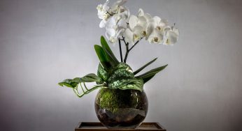 Orchidea: in una settimana sarà piena di fiori. Bastano solo 2 minuti