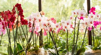 1 cucchiaino di questa spezia nelle tue orchidee e avrai una fioritura perfetta!